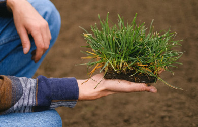 как правильно выбрать семена для газона - фото - 1